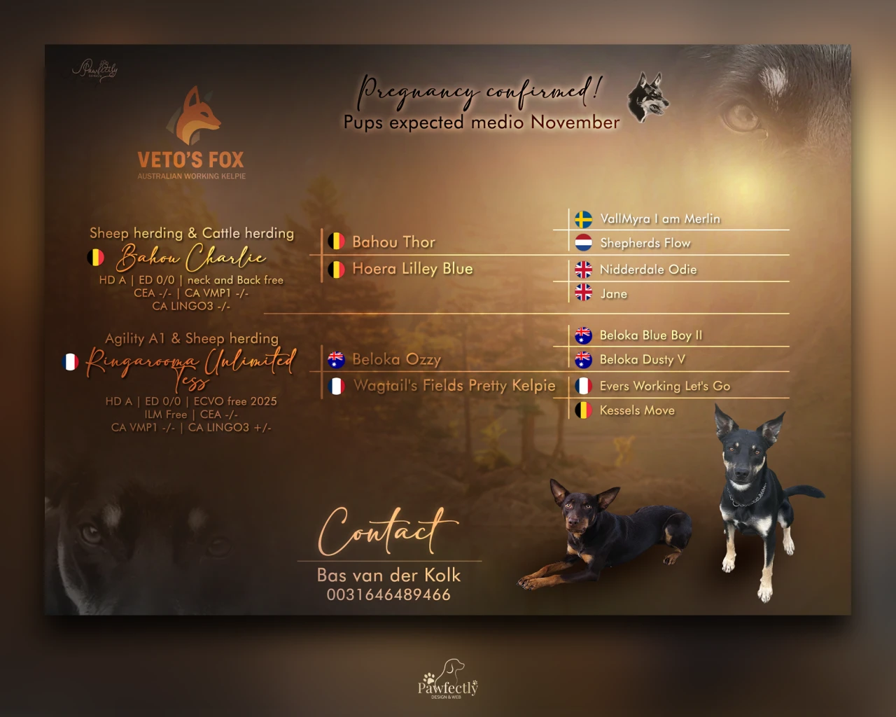 Breeder - Litter advert