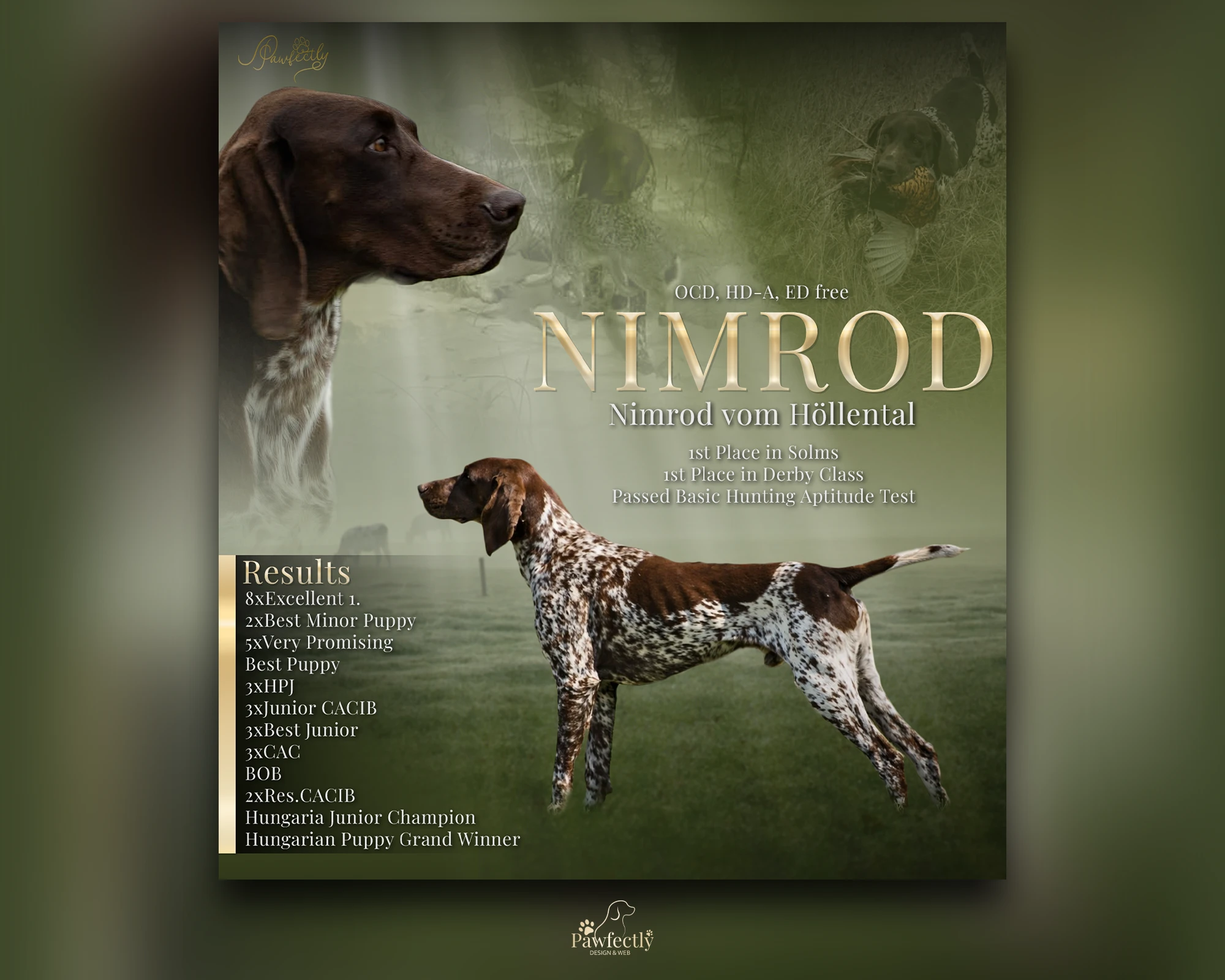 Dog Breeder - Stud Dog advert | Nimrod vom Höllental | German Wirehaired Pointer