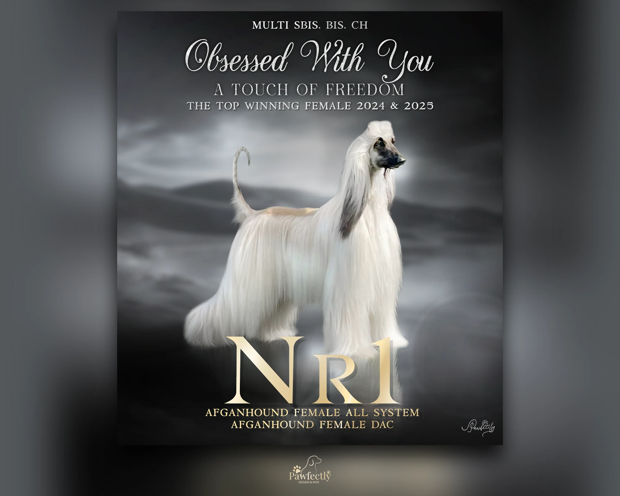 Dog Breeder - Stud Dog advert | Obsessed With You a Touch of Freedom | Afghan Hound