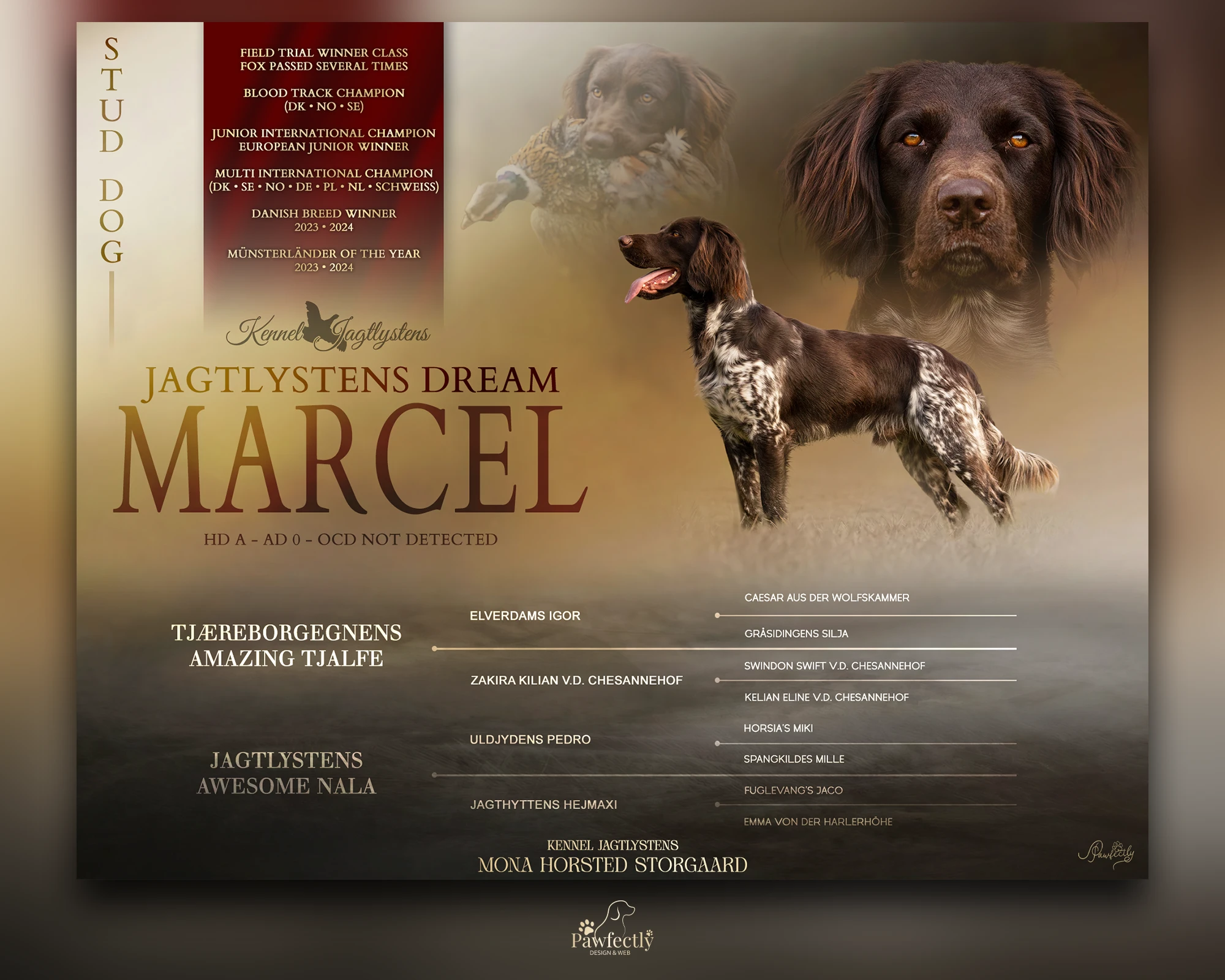 Dog Breeder - Stud Dog advert | Jagtlystens Dream Marcel | Kleiner Münsterländer