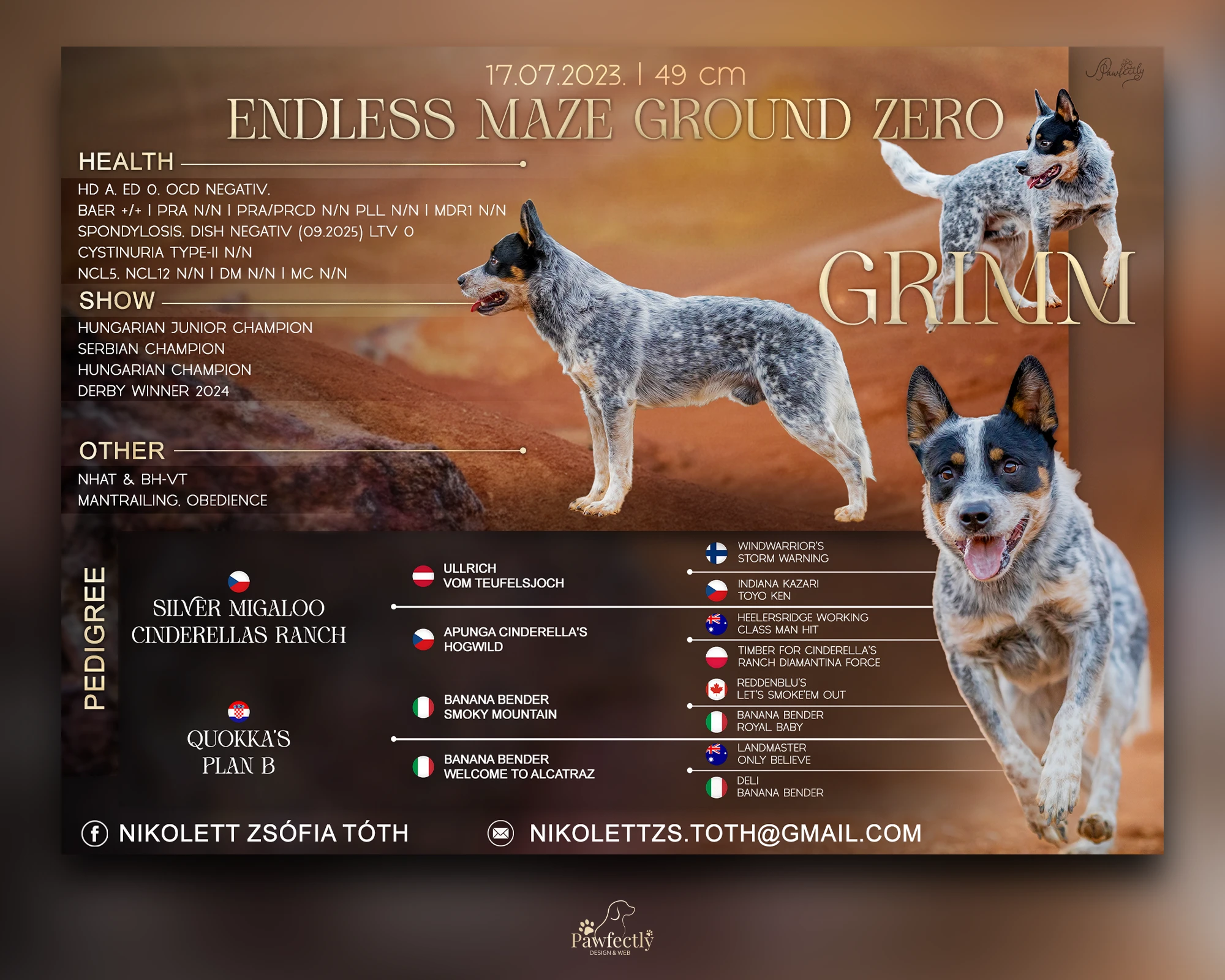 Dog Breeder - Stud Dog advert | Endless Maze Ground Zero | Australian Cattledog