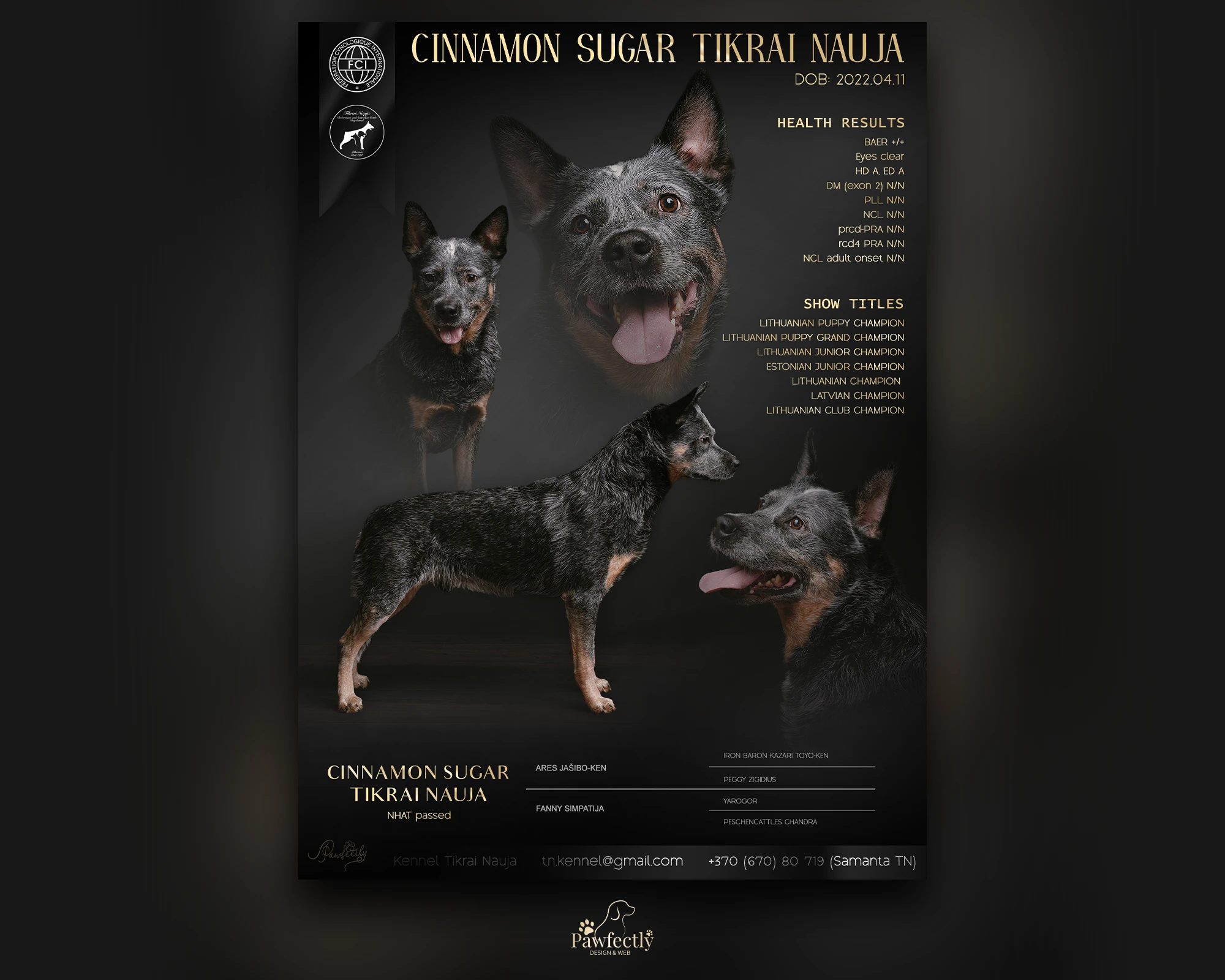 Dog Breeder - Stud Dog advert | Cinnamon Sugar Tikrai Nauja | Australian Cattledog