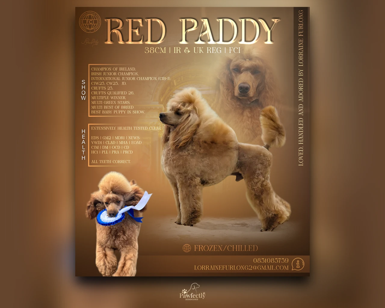 Dog Breeder - Stud Dog advert | Red Paddy | Toy Poodle