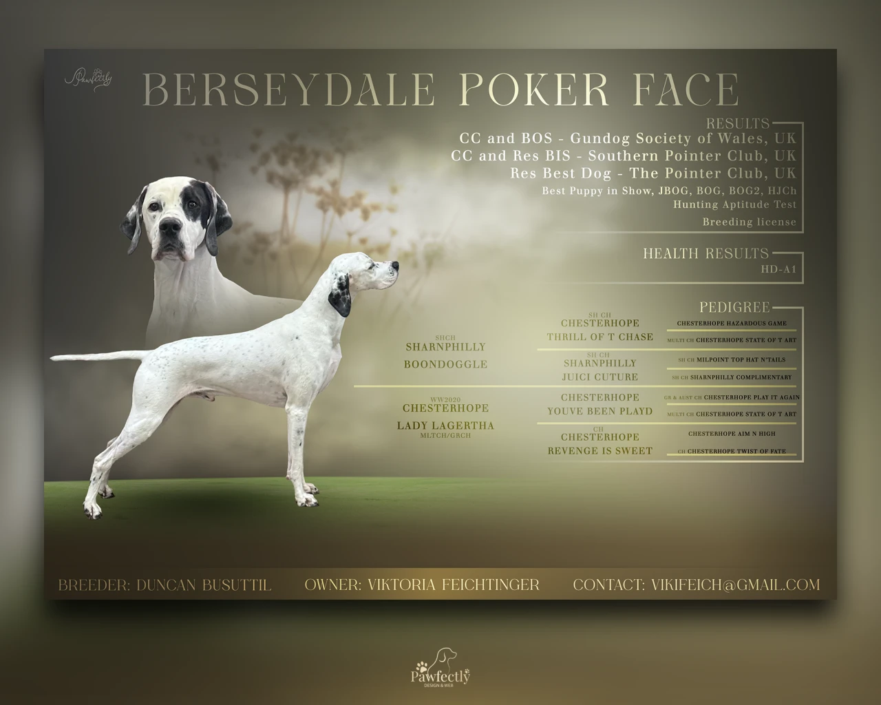 Dog Breeder - Stud Dog advert | Berseydale Poker Face | English Pointer 